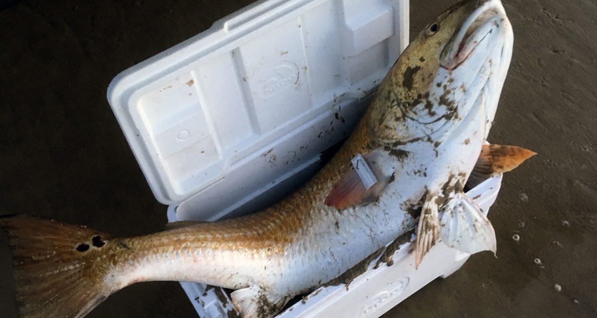 Catching Your First Bull Redfish